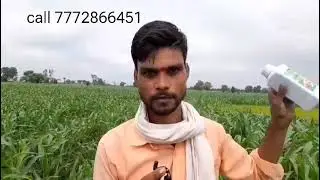 APSA-80 shows best results in maize crop, see difference between with Apsa & without Apsa