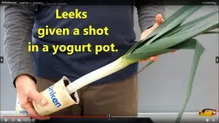 Leeks given a shot in a yogurt pot. No bucket no bag no pot there's always a yogurt pot.
