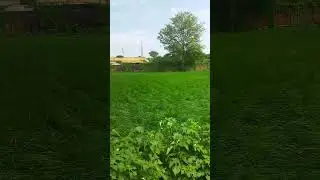 Lush green field 2 #update #trending #nature #rainrain #viral #tiktok #greenary #shorts #crops