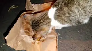 Maybe they are? #cat #straycat  #mothercat 