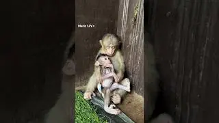 Big boy Leo say to Meta soon sleep baby #animals #youtubeshorts #baby #monkey #usa #youtube #cute