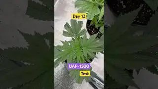 UAP-1500 TeST DAY 12 (ELUFAH)