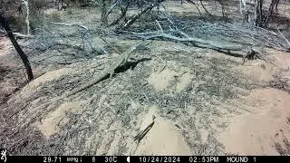 Very large Sand Goanna (Varanus gouldii) back on the malleefowl mound