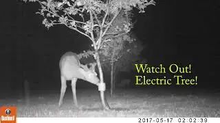 Beware the electric fruit tree :-)