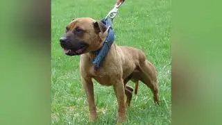 APBT YARD TALK 