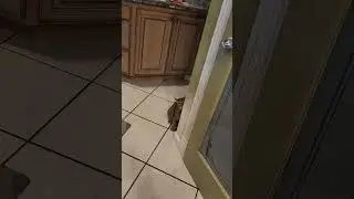 Scaredy cat!! 😱 😅🤣 #shorts #punkcat 🐱 #runaway
