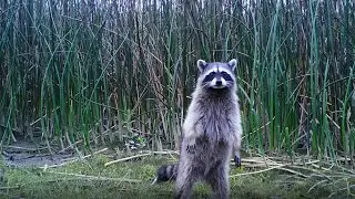 Raccoons in the Wild