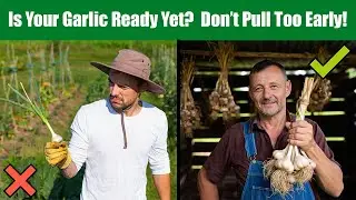 When to Harvest Garlic 🧄 | Timing, Curing & Long-Term Storage Tips