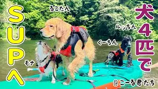 【犬4匹でSUPに挑戦】ゴールデンの”るこる君