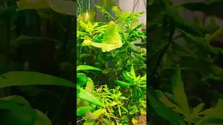 The Ultimate Guide to Live Plant Aquariums! #shorts #viral #trending