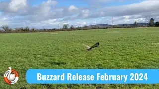 ANOTHER BUZZARD RELEASE! ❤️