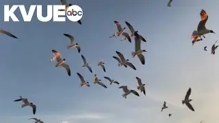 City of Austin to launch study on bird-friendly building solutions
