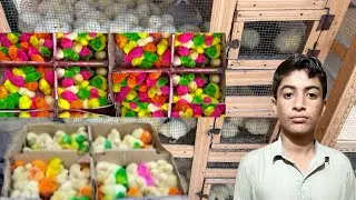 Finally Buying Chickens For mini zoo ||  colorful chickens vlog || Taufeeq Ahmed vlogs || ep_95