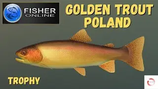 Fisher Online  Trophy Golden Trout Catch! 🎣 Poland River San #fisheronline