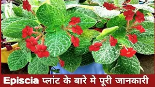 Episcia plant full care tips | Episcia प्लांट के बारे मे पूरी जानकारी | Episcia propagation |episcia
