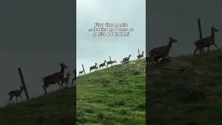 Ang dami #deers #newzealand #animals #nature #lifeinnz