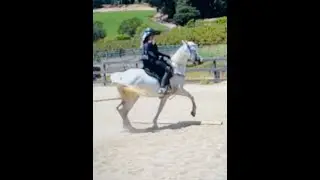 Learn the Secrets of Cantering Gaited Horses -Gaited Horse Training
