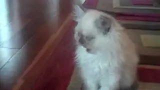 Paz4PlayCattery.com Sing Teacup Himalayan Male