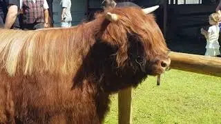 Cow with long hair