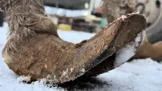 Trimming Donkey Hooves In Winter! This Hoof Is Too Long【DONKEY HOOF SAVIOR】