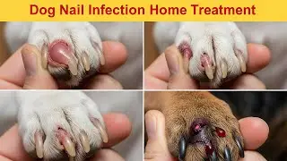 SHOCKING! Baking Soda and Salt Instantly Kill Fleas &ndash; DIY Test Caught on Camera! #FleaControl