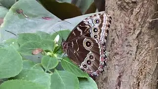 Garten der Schmetterlinge Sayn / Schmetterlingsgarten / Schloss Sayn