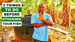 Things To Do Before Stocking Your Fish | Catfish Farming Tips In 2023