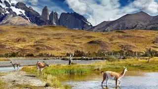 Magall&aacute;nico de adopci&oacute;n