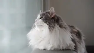 Cats Watching the Snow Fall