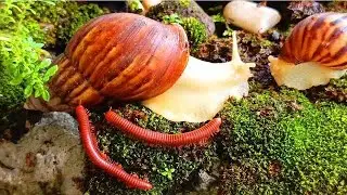 Nature&rsquo;s Slowest Travelers: A Tiny Journey with a Millipede & Snail #SlowLiving #NatureDocumentary