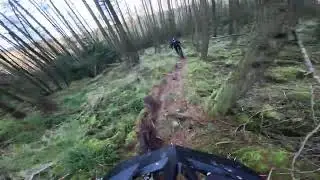 Lindsays track Tollymore forest