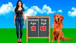 🐶Dog Age vs Human: How Old Is Your Dog in Human Years?