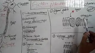 Pregabalin Mechanism (Mode) of Action