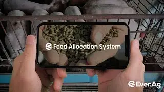 Manage Your Hogs From Anywhere: Ever.Ag's Feed Allocation System