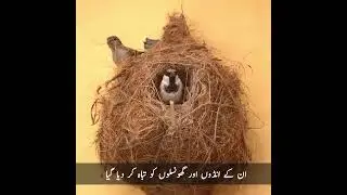 Sparrow extinction