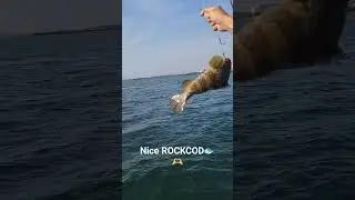Nice ROCKCOD Fish🐟🫶 #shorts #fishing #entertaiment #rockcodfish