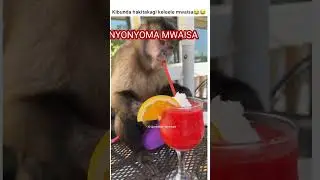 MWAISA ANAOGOPA KUNYONYWA DYUDYUU ASIJE ONDOLEWA MAZAGA😂😂😂🤣🤣