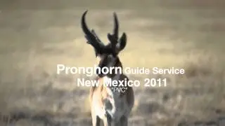 Giant New Mexico Pronghorn Antelope!