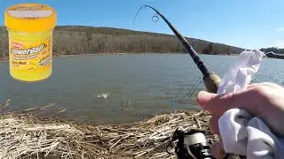 BEST Powerbait for TROUT FISHING! We Limited Out in 1 HOUR