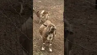 Goat making weird noise. 🐐