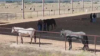 Equine herpes in Texas: Outbreak traced to Waco event prompts warnings