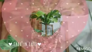 MY LITTLE OFFICE GARDEN ❤️❤️❤️ #ANGELSWINGSPH