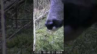 Kangaroo in the Vosges?! 🦘🦌 #deer #wildlife #funny