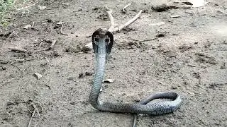 @Top5 Explorador   #snake #murliwalahosl #sujaysnake@Bharat bhushan kaushal pele bhai  #snakhorts