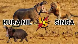 kuda nil menyelamatkan bayi dari singa | pertarungan kuda nil vs singa | video hewan