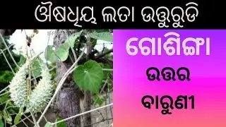 ଉତ୍ତରନ ଲତା ର ଔଷଧିୟ ଗୁଣ।Pergularia daemia benefits in Odia,