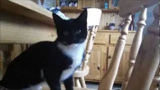Kalimba by Mr Scruff: Cat Version