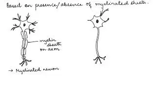 TYPES OF NEURONS AND NEUROGLIAL CELLS: HUMAN PHYSIOLOGY: CH-21 ISC / CBSE 11