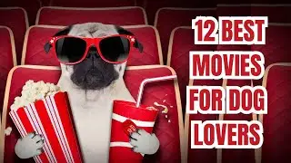12 Best Movies For Dog Lovers , Best Dog Movies by Animal KingdomX