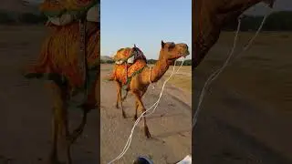 Camel cart ride at Khuri, in Thar desert. You'll really enjoy what we did.